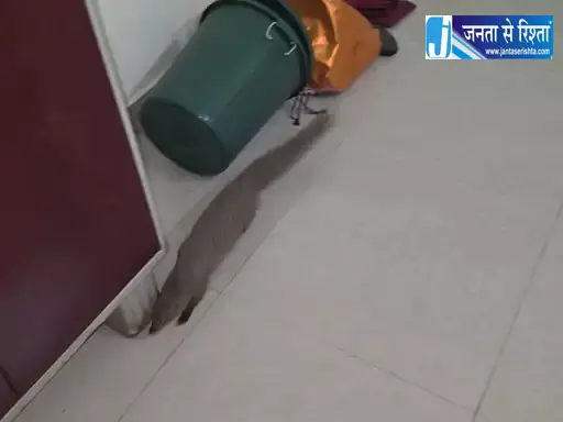 नेवला ने घर में फैलाई दहशत, सहमा परिवार नेवला ने घर में फैलाई दहशत, सहमा परिवार