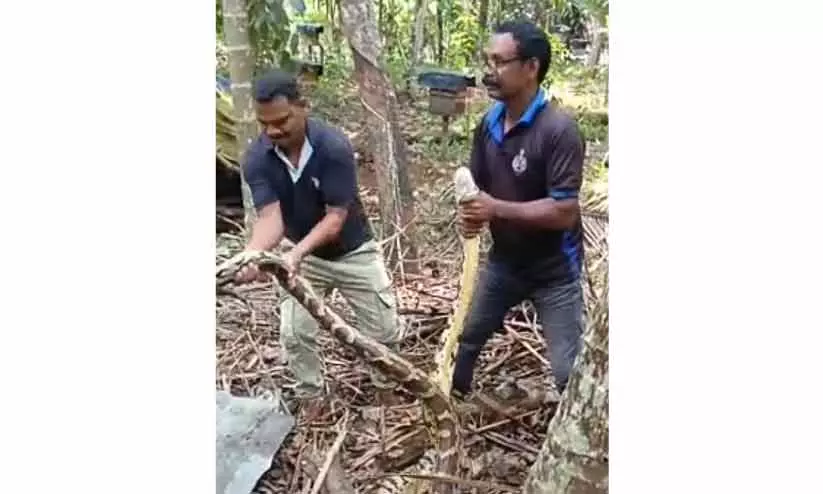 घर के आंगन से 50 किलो का अजगर पकड़ा गया, RRT टीम ने सुरक्षित जंगल में छोड़ा घर के आंगन से 50 किलो का अजगर पकड़ा गया, RRT टीम ने सुरक्षित जंगल में छोड़ा