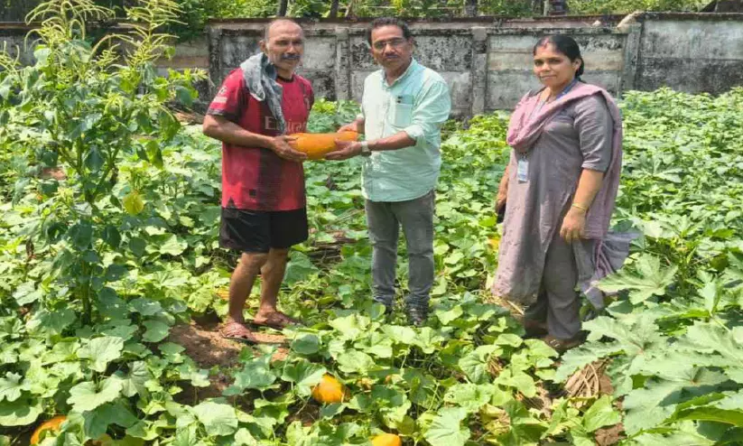 Kerala : सत्तार के खेत में एक लाख की पैदावार हुई Kerala : सत्तार के खेत में एक लाख की पैदावार हुई
