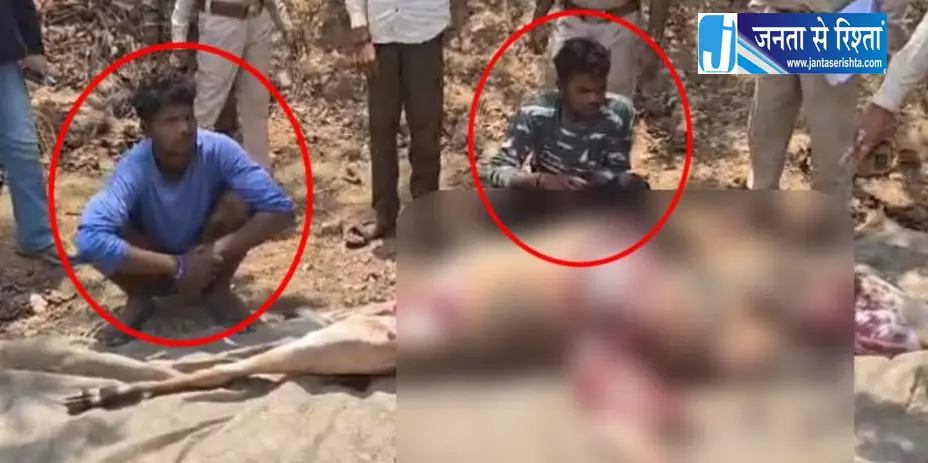 मादा नीलगाय की हत्या, शिकारी वन विभाग की गिरफ्त में मादा नीलगाय की हत्या, शिकारी वन विभाग की गिरफ्त में