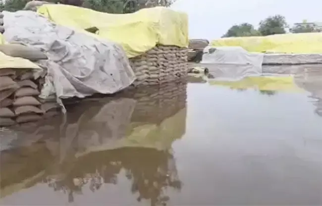 Sonipat: तेज आंधी-बारिश से गेहूं भीगा, किसानों को नुकसान Sonipat: तेज आंधी-बारिश से गेहूं भीगा, किसानों को नुकसान