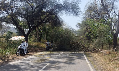 Jind: खराब मौसम से कई जगह पेड़ और पोल गिरे