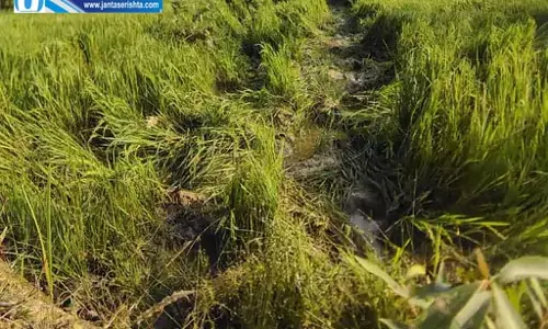 डेढ़ सौ हाथियों का डेरा, रायगढ़ में धान और मक्का फसल किया बर्बाद