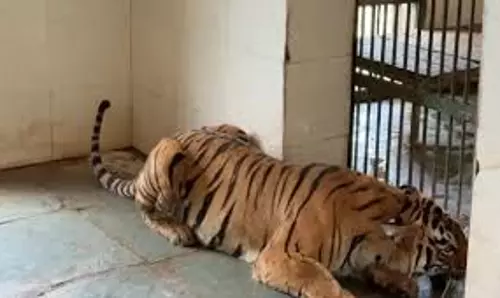 Jaipur: नाहरगढ़ उद्यान में बाघिन चमेली के नवजात की मौत Jaipur: नाहरगढ़ उद्यान में बाघिन चमेली के नवजात की मौत