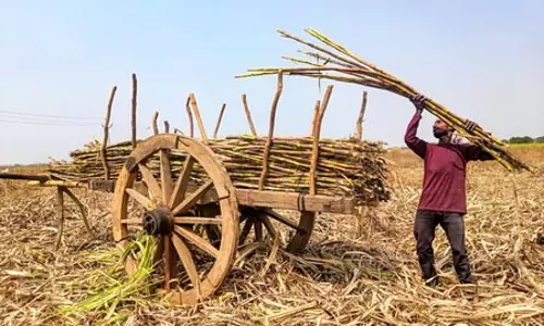 गन्ने की फसल पर चूसक कीटों का खतरा, विभाग ने जारी किया अलर्ट