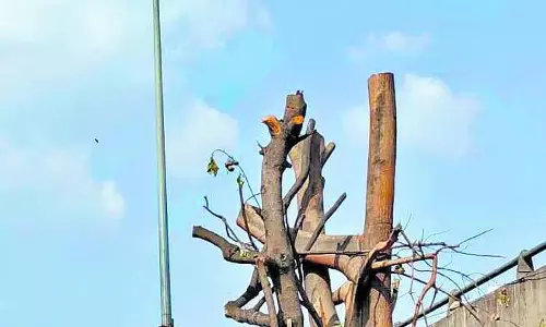 NH-75 पर अवैध पेड़ कटाई, 50 से ज्यादा डालियां काटी गईं; तीन लोगों पर केस दर्ज NH-75 पर अवैध पेड़ कटाई, 50 से ज्यादा डालियां काटी गईं; तीन लोगों पर केस दर्ज