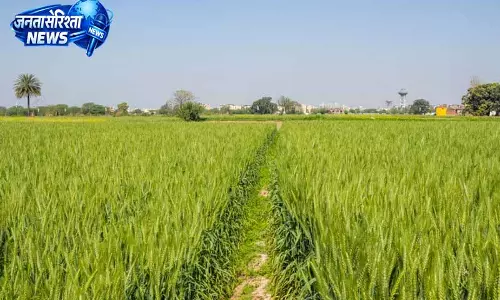 Punjab: सरकार का कदम,नकद सहायता से फसल विविधीकरण को बढ़ावा Punjab: सरकार का कदम,नकद सहायता से फसल विविधीकरण को बढ़ावा