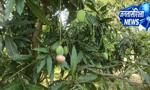 MP : अनोखा नजारा, आम के पेड़ों पर उगाए गए प्याज़, किसान का दावा चर्चा में MP : अनोखा नजारा, आम के पेड़ों पर उगाए गए प्याज़, किसान का दावा चर्चा में