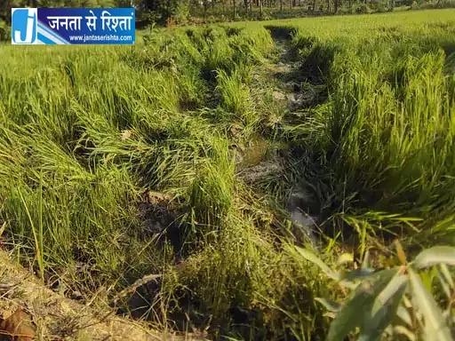 डेढ़ सौ हाथियों का डेरा, रायगढ़ में धान और मक्का फसल किया बर्बाद डेढ़ सौ हाथियों का डेरा, रायगढ़ में धान और मक्का फसल किया बर्बाद