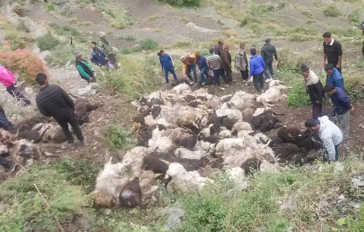Dehradun: भेड़-बकरियों पर बिजली गिरने से भारी नुकसान Dehradun: भेड़-बकरियों पर बिजली गिरने से भारी नुकसान