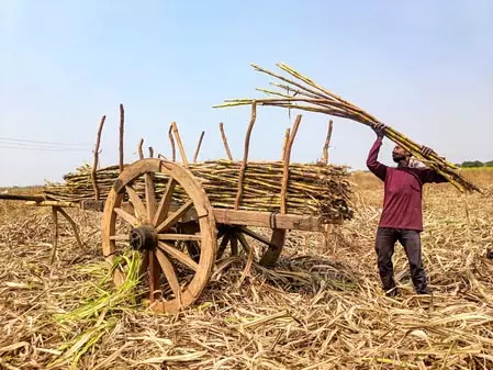 गन्ने की फसल पर चूसक कीटों का खतरा, विभाग ने जारी किया अलर्ट गन्ने की फसल पर चूसक कीटों का खतरा, विभाग ने जारी किया अलर्ट