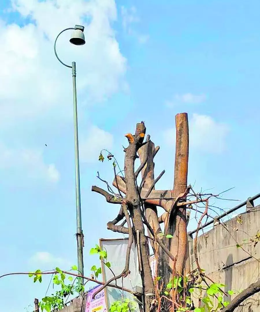NH-75 पर अवैध पेड़ कटाई, 50 से ज्यादा डालियां काटी गईं; तीन लोगों पर केस दर्ज NH-75 पर अवैध पेड़ कटाई, 50 से ज्यादा डालियां काटी गईं; तीन लोगों पर केस दर्ज