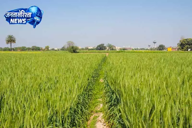 Punjab: सरकार का कदम,नकद सहायता से फसल विविधीकरण को बढ़ावा Punjab: सरकार का कदम,नकद सहायता से फसल विविधीकरण को बढ़ावा