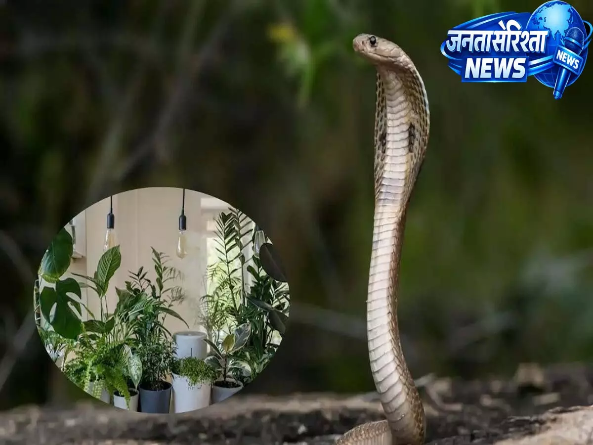 गर्मी में घर में प्रवेश नहीं करेंगे सांप, बस इस दिशा में लगाएं यह जादुई पौधा गर्मी में घर में प्रवेश नहीं करेंगे सांप, बस इस दिशा में लगाएं यह जादुई पौधा