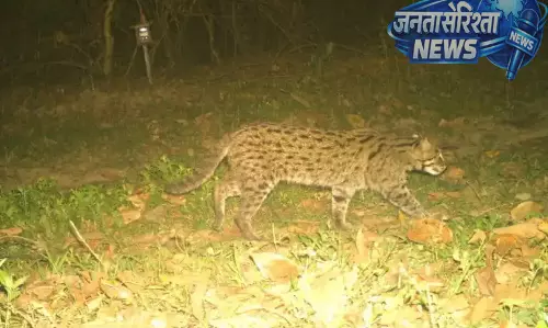 Kaziranga नेशनल पार्क में फिशिंग कैट की बड़ी मौजूदगी का खुलासा Kaziranga नेशनल पार्क में फिशिंग कैट की बड़ी मौजूदगी का खुलासा
