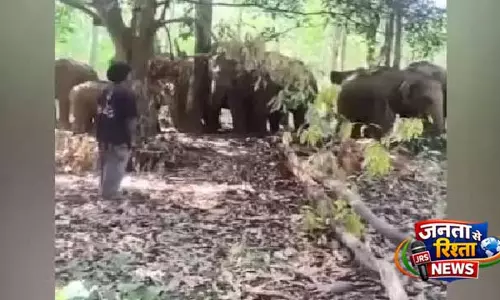 Keonjhar में हाथियों के झुंड पर पथराव: चार गिरफ्तार Keonjhar में हाथियों के झुंड पर पथराव: चार गिरफ्तार