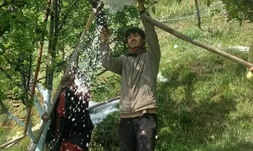 Himachal के सेब बागों पर ओलावृष्टि का कहर, किसानों की चिंता बढ़ी