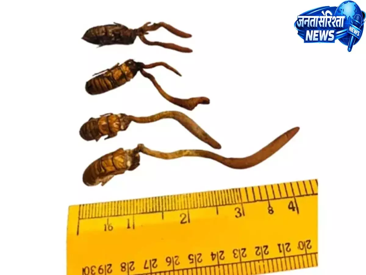 Pasigut: ई/सियांग में मिला कीमती कॉर्डिसेप्स मशरूम Pasigut: ई/सियांग में मिला कीमती कॉर्डिसेप्स मशरूम