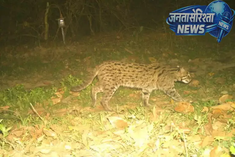 Kaziranga नेशनल पार्क में फिशिंग कैट की बड़ी मौजूदगी का खुलासा Kaziranga नेशनल पार्क में फिशिंग कैट की बड़ी मौजूदगी का खुलासा