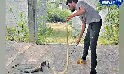 Hyderabad में शहरी विस्तार से सांपों के रेस्क्यू मामले बढ़े Hyderabad में शहरी विस्तार से सांपों के रेस्क्यू मामले बढ़े