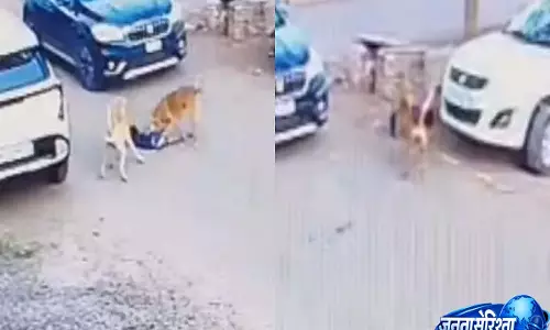 Vijayapura में आवारा कुत्ते ने 3 साल के बच्चे पर हमला कर 30 मीटर तक घसीटा, CCTV फुटेज वायरल