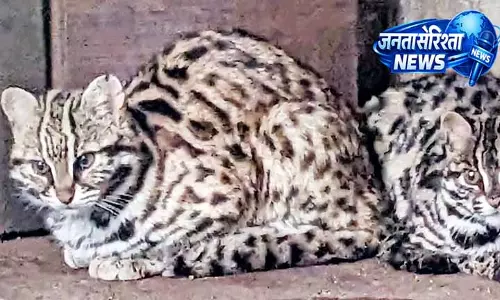 Chennai: तेंदुआ बिल्ली की तलाश में जंगलों में व्यापक खोज अभियान Chennai: तेंदुआ बिल्ली की तलाश में जंगलों में व्यापक खोज अभियान