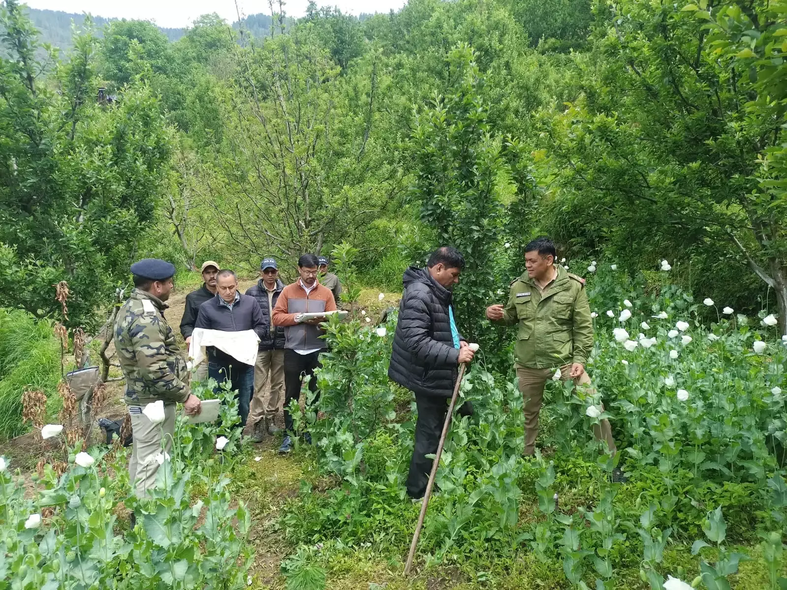 Anantnag: अवैध अफीम खेती पर पुलिस की बड़ी कार्रवाई Anantnag: अवैध अफीम खेती पर पुलिस की बड़ी कार्रवाई
