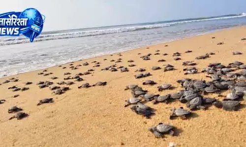 Chhatrapur ओलिव रिडले के बच्चे समुद्र की ओर निकल पड़े