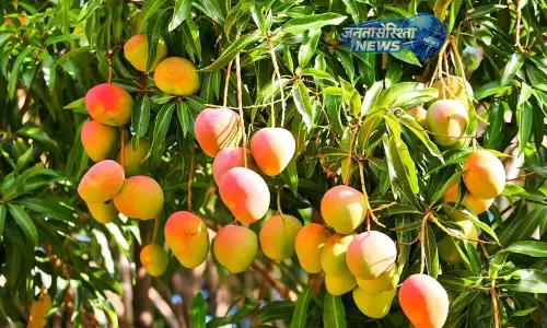 आम सीजन में फूड सेफ्टी विभाग की सख्ती, प्रोसेसिंग यूनिट्स पर तेज़ निरीक्षण अभियान आम सीजन में फूड सेफ्टी विभाग की सख्ती, प्रोसेसिंग यूनिट्स पर तेज़ निरीक्षण अभियान