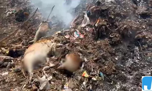 गौवंश के शव फेंके जाने पर मचा बवाल, CMO बोले गौवंश के शव फेंके जाने पर मचा बवाल, CMO बोले