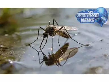 Delhi: डेंगू के मामलों में बढ़ोतरी, अप्रैल में 5 साल का उच्चतम स्तर दर्ज Delhi: डेंगू के मामलों में बढ़ोतरी, अप्रैल में 5 साल का उच्चतम स्तर दर्ज