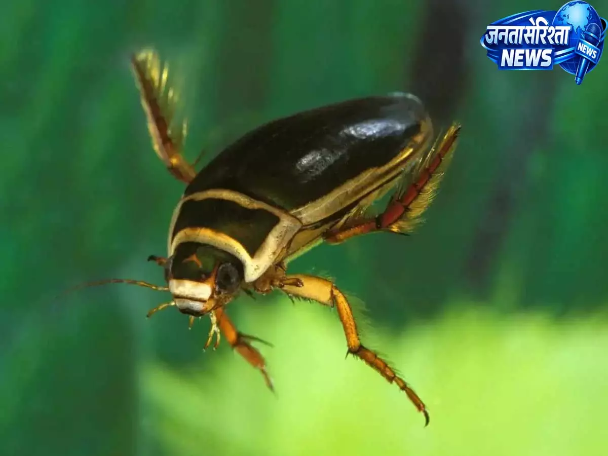 Hyderabad में तालाब से एक बीटल का नामकरण किया गया Hyderabad में तालाब से एक बीटल का नामकरण किया गया