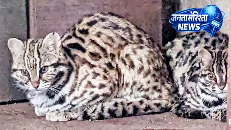 Chennai: तेंदुआ बिल्ली की तलाश में जंगलों में व्यापक खोज अभियान Chennai: तेंदुआ बिल्ली की तलाश में जंगलों में व्यापक खोज अभियान