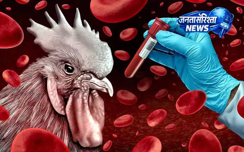 Maharashtra: H5N1 बर्ड फ्लू फैलने से पोल्ट्री उद्योग प्रभावित Maharashtra: H5N1 बर्ड फ्लू फैलने से पोल्ट्री उद्योग प्रभावित
