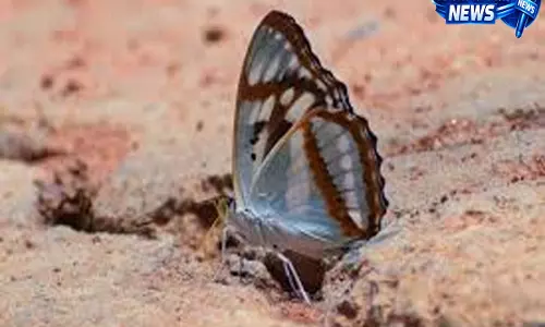 Sikkim: रिम्बी बटरफ्लाई वॉक में बैंगलोर बटरफ्लाई क्लब की सहभागिता, सिक्किम में उमड़ा उत्साह