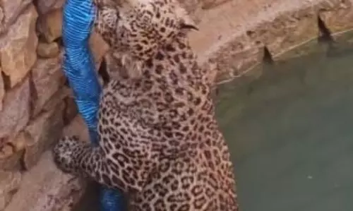 पाइप पकड़कर अपनी जान बचा रहा कुएं में गिरा तेंदुआ, video