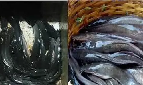 Mandi: मत्स्य विभाग ने अवैध बिक्री पर कसा शिकंजा Mandi: मत्स्य विभाग ने अवैध बिक्री पर कसा शिकंजा