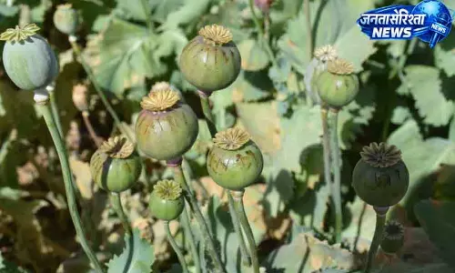Ambala: घर के आंगन में अफीम उगाने पर 5 साल की सजा