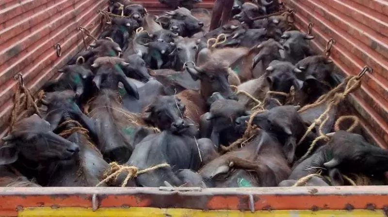 Andhra: विशाखापत्तनम में गोहत्या के मामले में एक व्यक्ति को सजा सुनाई गई Andhra: विशाखापत्तनम में गोहत्या के मामले में एक व्यक्ति को सजा सुनाई गई