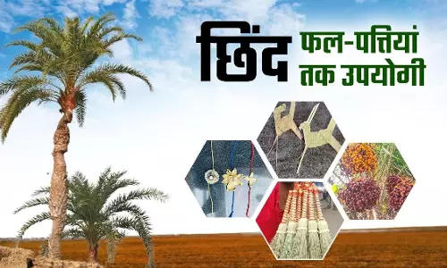 बस्तर की नई वैश्विक पहचान, जंगलों में फेंके जाने वाले छिंद के बीजों से तैयार हुई अनोखी हर्बल कॉफी बस्तर की नई वैश्विक पहचान, जंगलों में फेंके जाने वाले छिंद के बीजों से तैयार हुई अनोखी हर्बल कॉफी