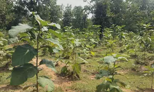 बिलासपुर में वन विकास निगम की हरित क्रांति बिलासपुर में वन विकास निगम की हरित क्रांति