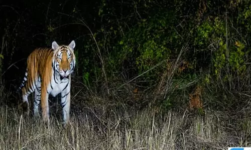 वन्यजीव अभयारण्य में 20 साल बाद दिखा रॉयल बंगाल टाइगर वन्यजीव अभयारण्य में 20 साल बाद दिखा रॉयल बंगाल टाइगर