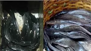 Mandi: मत्स्य विभाग ने अवैध बिक्री पर कसा शिकंजा Mandi: मत्स्य विभाग ने अवैध बिक्री पर कसा शिकंजा
