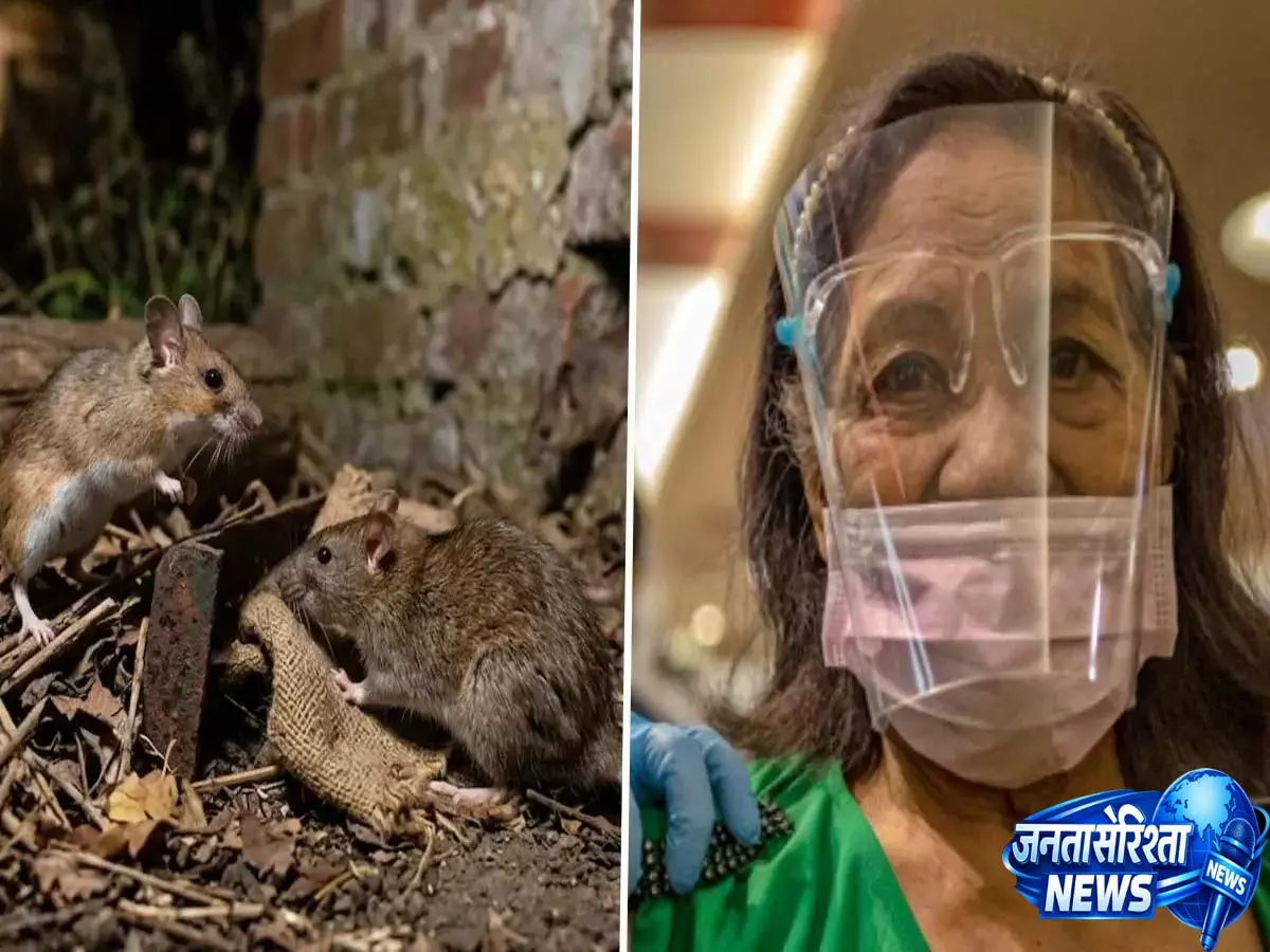 क्या Hantavirus COVID-19 जैसा है? WHO ने क्रूज़ शिप में फैलने के बीच अंतर समझाया क्या Hantavirus COVID-19 जैसा है? WHO ने क्रूज़ शिप में फैलने के बीच अंतर समझाया