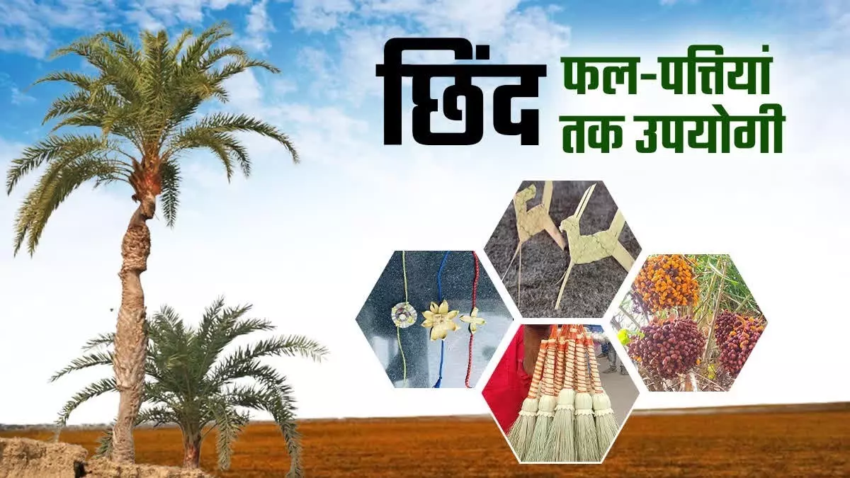 बस्तर की नई वैश्विक पहचान, जंगलों में फेंके जाने वाले छिंद के बीजों से तैयार हुई अनोखी हर्बल कॉफी बस्तर की नई वैश्विक पहचान, जंगलों में फेंके जाने वाले छिंद के बीजों से तैयार हुई अनोखी हर्बल कॉफी