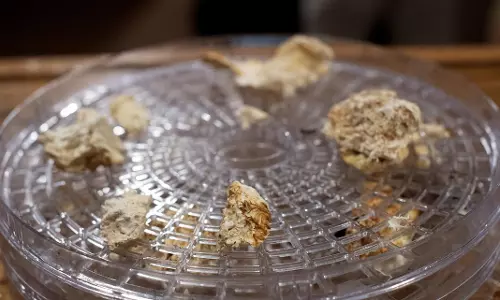 लिसा जार्विस का चेतावनी संदेश: साइकेडेलिक्स और मेनस्ट्रीम चिकित्सा