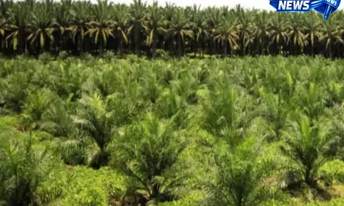 Hyderabad:अधिक मुनाफे के लिए तुम्माला किसानों को पाम ऑयल खेती अपनाने का संदेश Hyderabad:अधिक मुनाफे के लिए तुम्माला किसानों को पाम ऑयल खेती अपनाने का संदेश