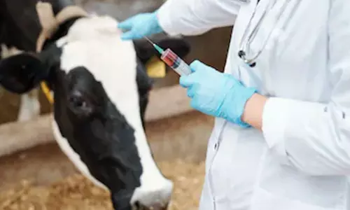 Jaipur: गौशालाओं में टीकाकरण अभियान को मिली रफ्तार