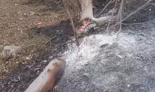 Patiala: आग के चलते सैकड़ों पेड़-पौधे जलकर नष्ट, स्थानीय प्रशासन अलर्ट Patiala: आग के चलते सैकड़ों पेड़-पौधे जलकर नष्ट, स्थानीय प्रशासन अलर्ट