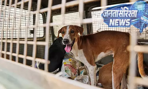 Bidar : आवारा कुत्ते के हमले में चार महीने के बछड़े की मौत Bidar : आवारा कुत्ते के हमले में चार महीने के बछड़े की मौत